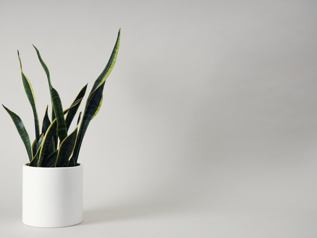 أصلاً عادي ..